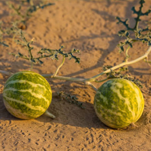 Kalahari Melon Seed oil