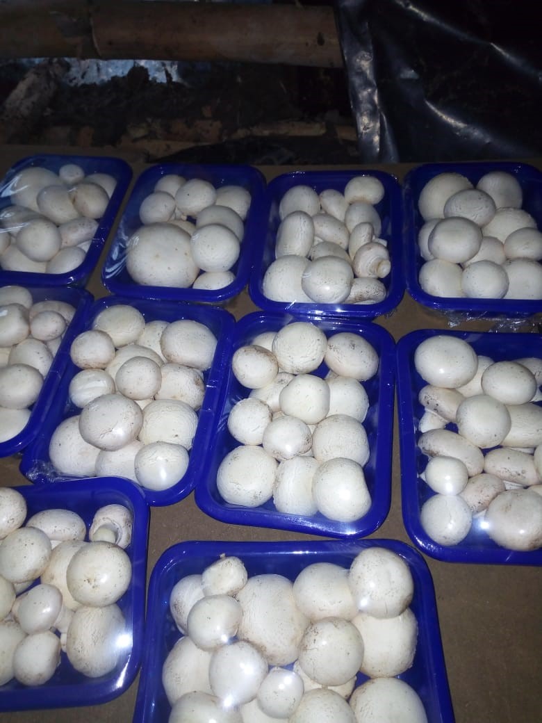 Growing Mushrooms