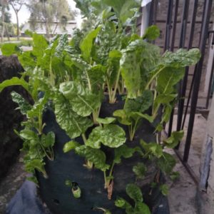 Fully grown Spinach