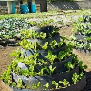 Fully grown Spinach