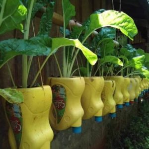 Fully grown Spinach