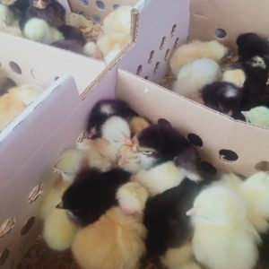 Poultry – Chick