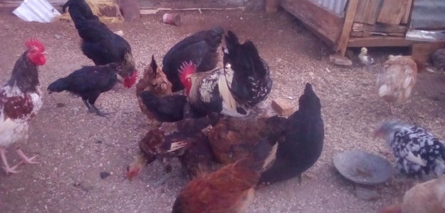 KAMFAM POULTRY BARAGOI