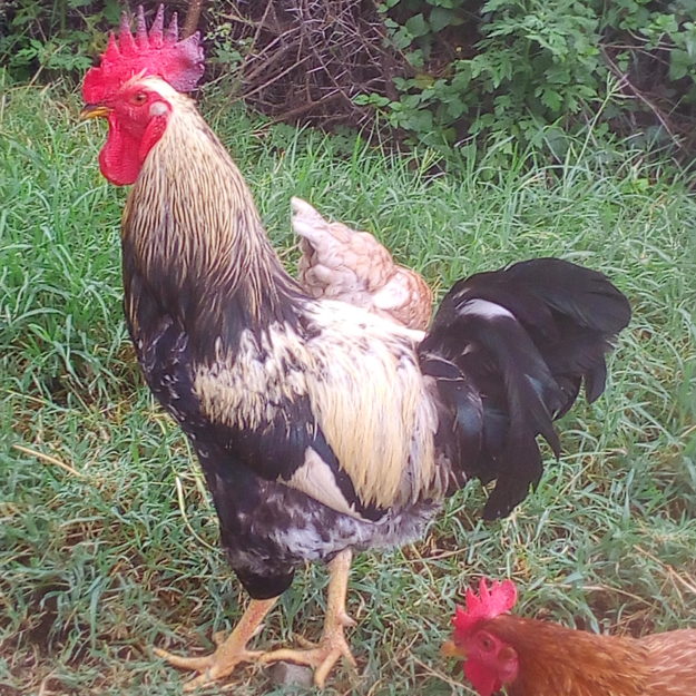 KAMFAM POULTRY BARAGOI