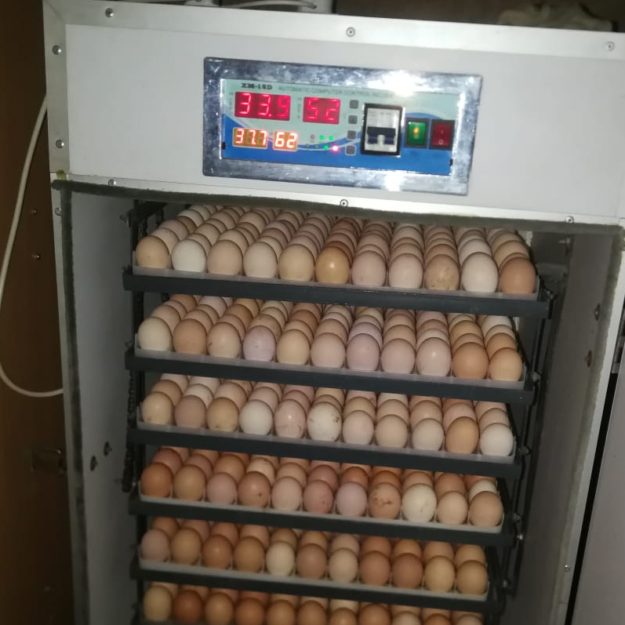 CHUMOCHUMO POULTRY FARM