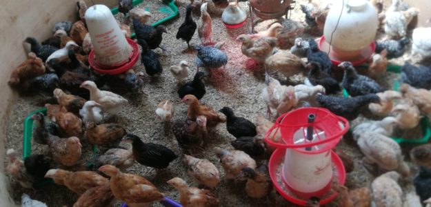 CHUMOCHUMO POULTRY FARM