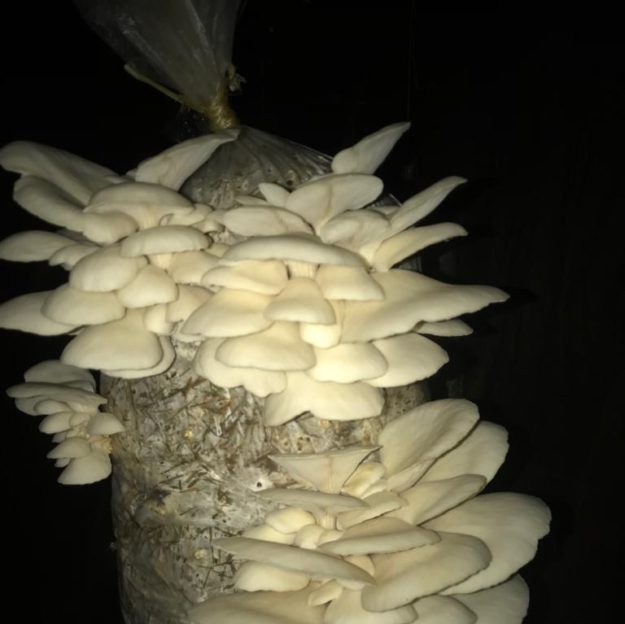 NDUKI MUSHROOMS