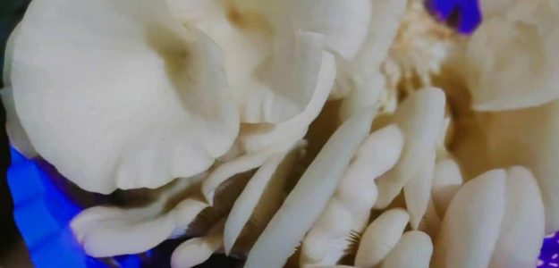 NDUKI MUSHROOMS