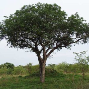 Marula Oil