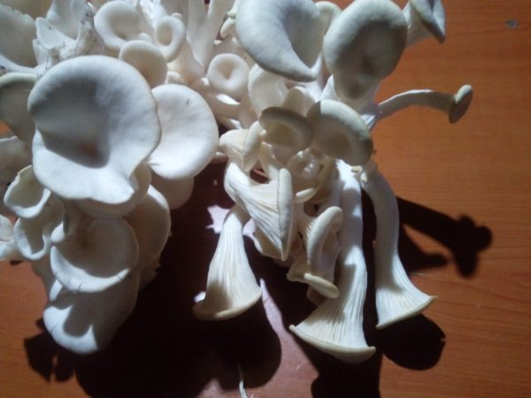 Oyster Mushrooms