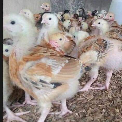Murimi poultry farm