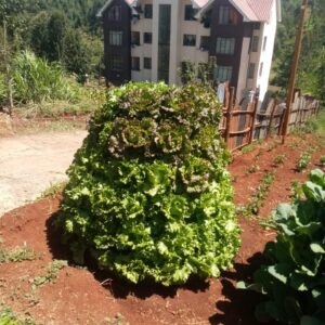 Kitchen Gardening