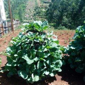 Kitchen Gardening